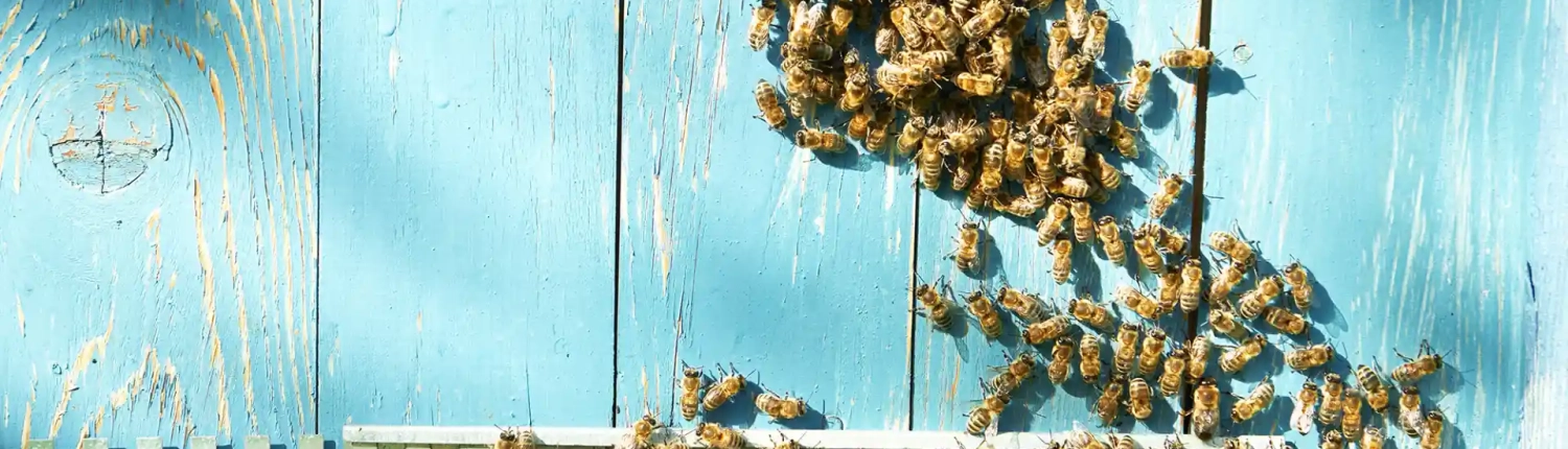 cajas de colmenas de abeja cajas de colmenas de abeja