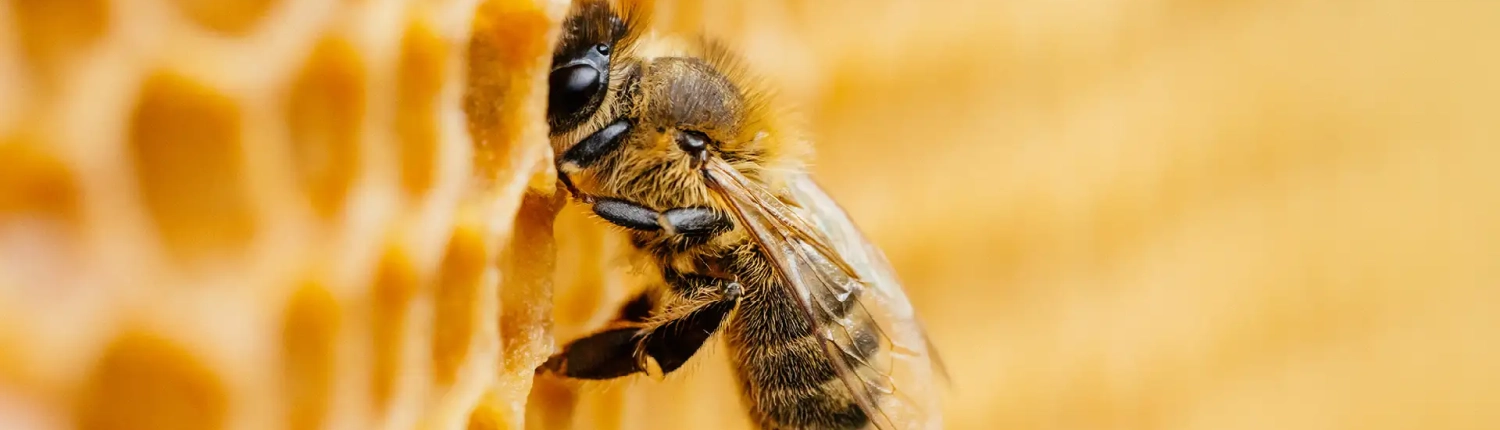 cajas de colmenas para abejas en Chile cajas de colmenas para abejas en Chile