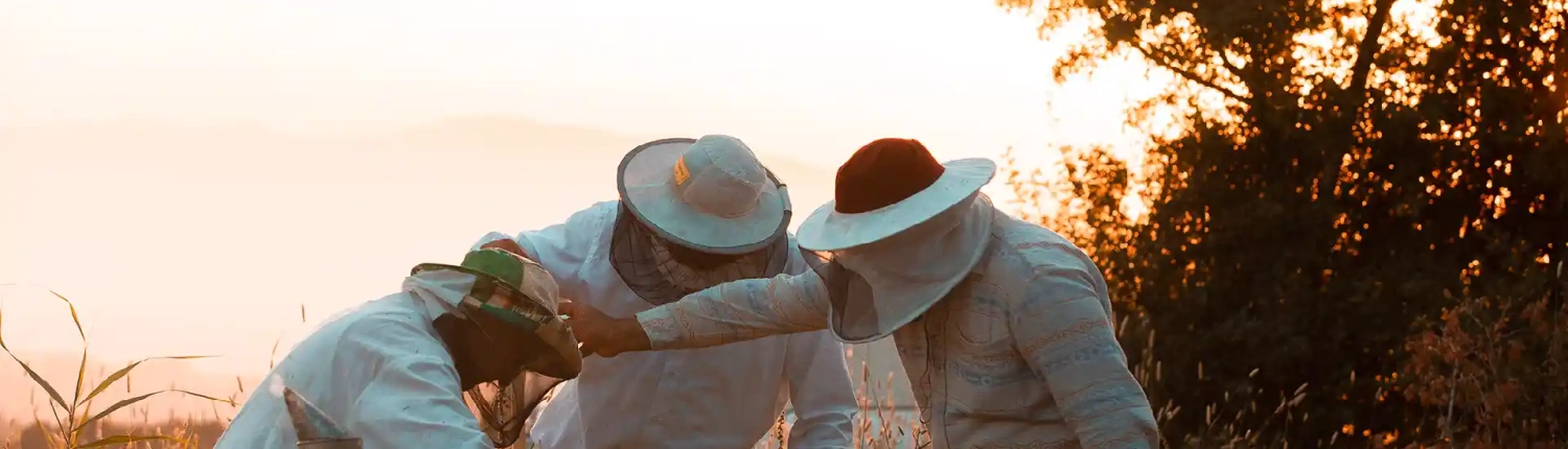 marcos de abeja y bastidores marcos de abeja y bastidores